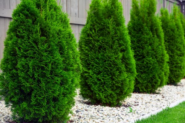 Arborvitae Planting in Merrillville