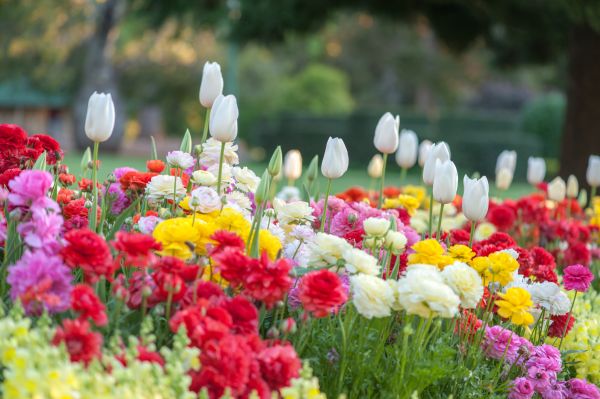 Gardening Service in Merrillville