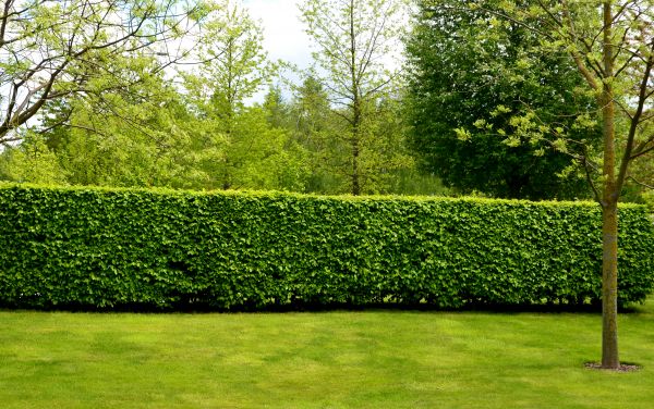 Hedge Planting in Merrillville