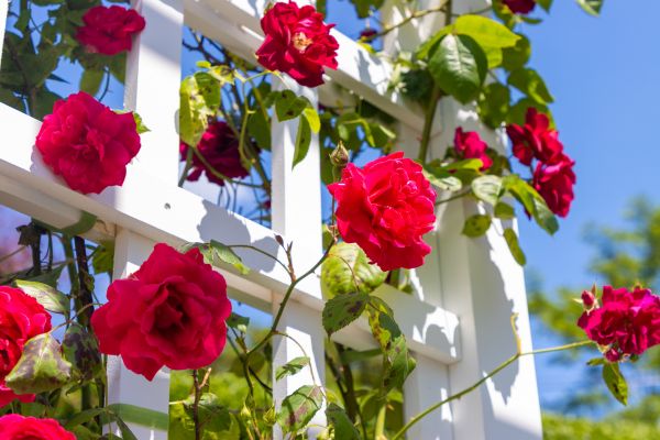Home Gardening Service in Merrillville