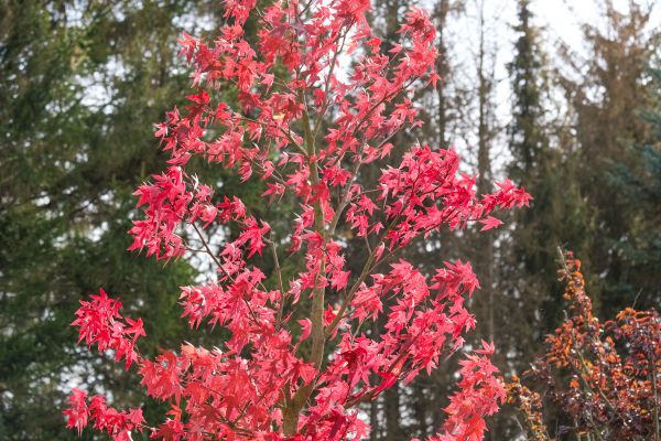 Japanese Maple Planting in Merrillville
