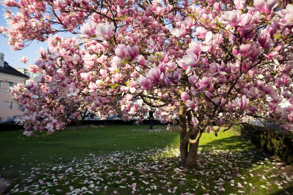 Magnolia Tree Planting in Merrillville