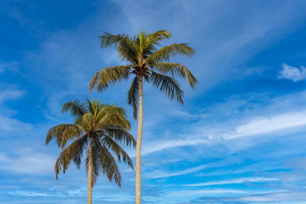 Palm Tree Planting in Merrillville
