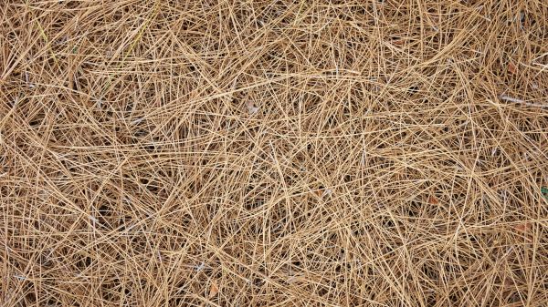 Pine Needles Delivery in Merrillville