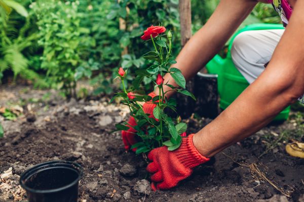 Planting Service in Merrillville