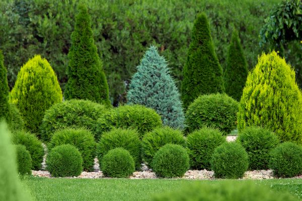 Shrub Installation in Merrillville