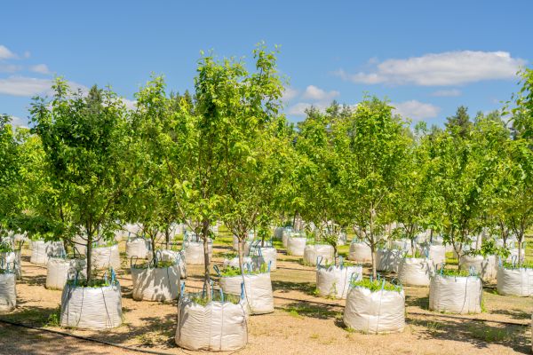Tree Planting Service in Merrillville