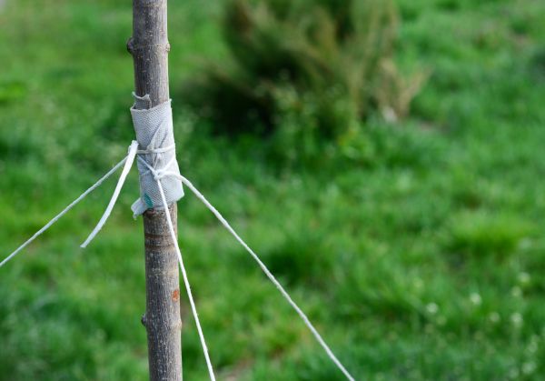 Tree Staking Service in Merrillville