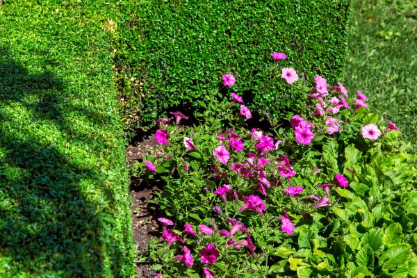 Softscaping Service in Merrillville
