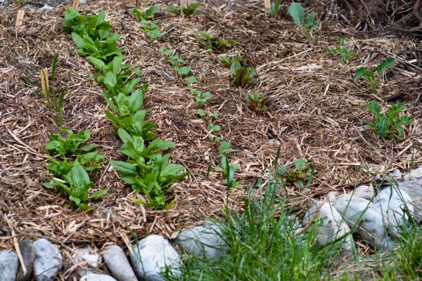 Mulch Service in Merrillville
