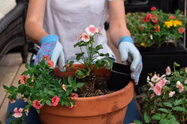 Plant Care Service in Merrillville