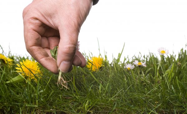 Lawn Weeding in Merrillville