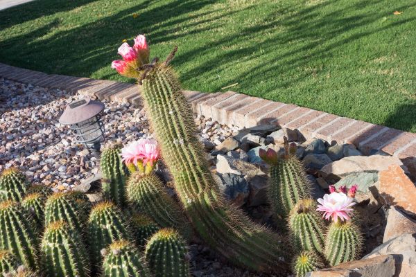 Desert Landscaping in Merrillville