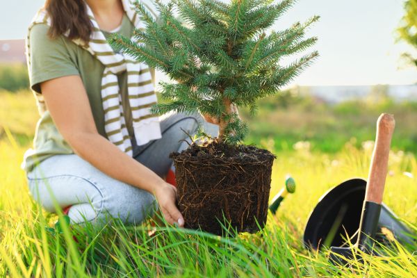 Spruce Tree Planting in Merrillville