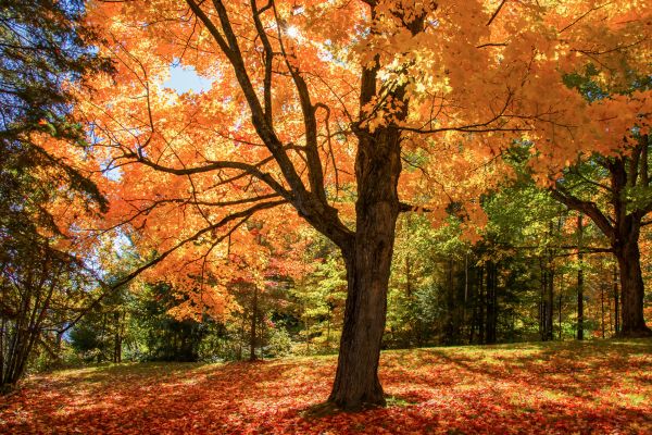 Maple Tree Planting in Merrillville