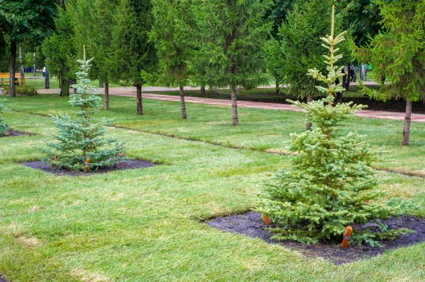 Privacy Trees Planting in Merrillville