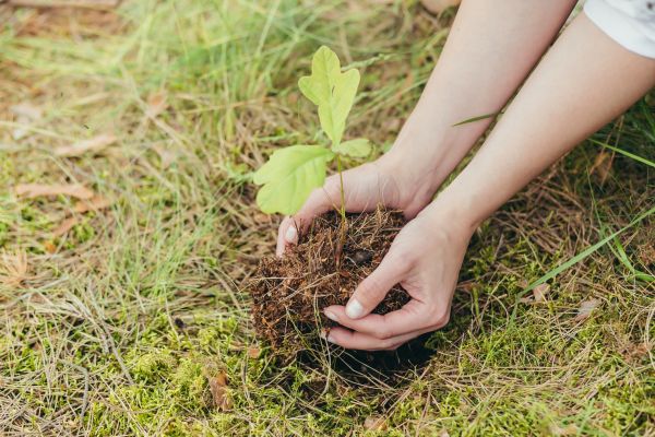 Oak Tree Planting in Merrillville