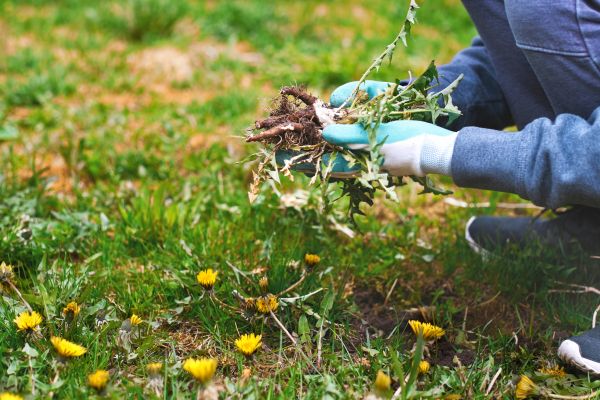 Flower Bed Clearing in Merrillville