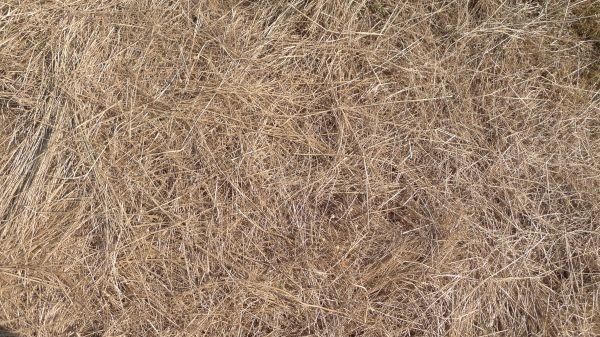 Pine Straw Replacement in Merrillville