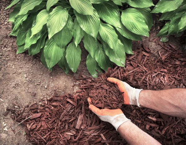 Bark Spreading in Merrillville