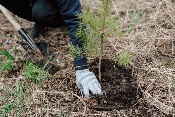 Pine Tree Planting in Merrillville