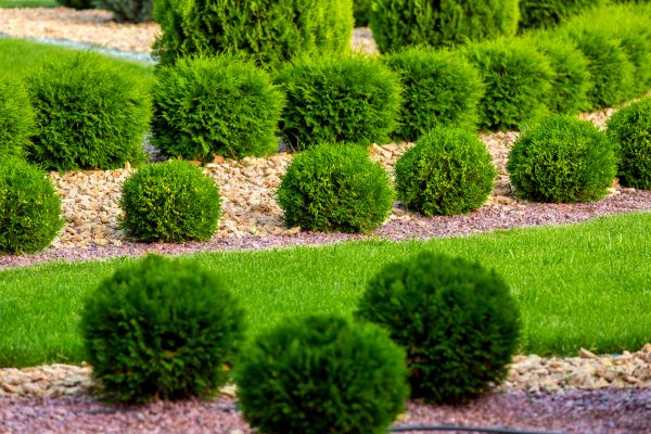Bush Replacement in Merrillville