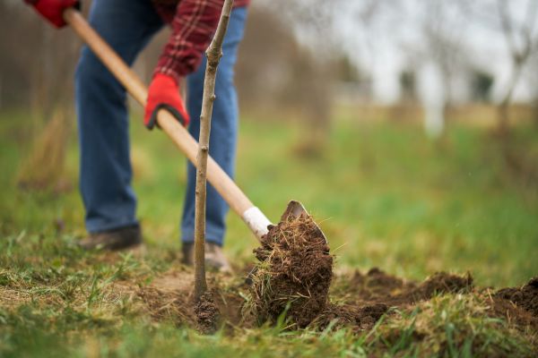 Trees Planting in Merrillville