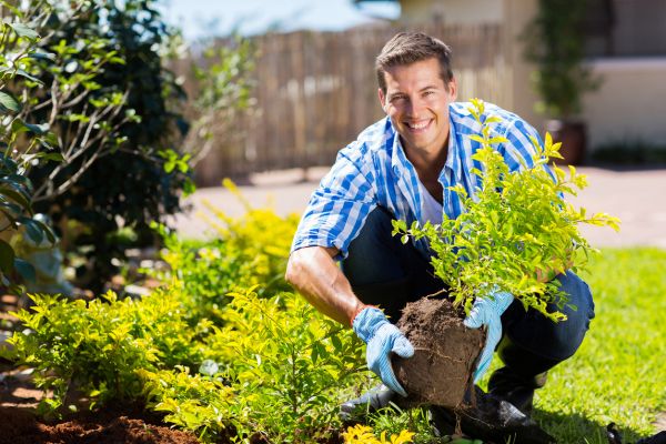 Shrub Landscaping in Merrillville
