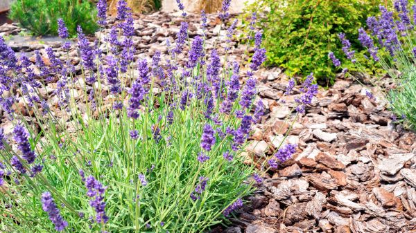 Pine Bark Landscaping in Merrillville