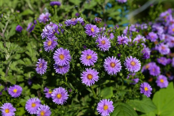 Perennial Flower Planting in Merrillville