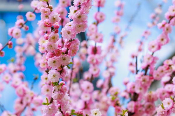 Japanese Cherry Tree Planting in Merrillville