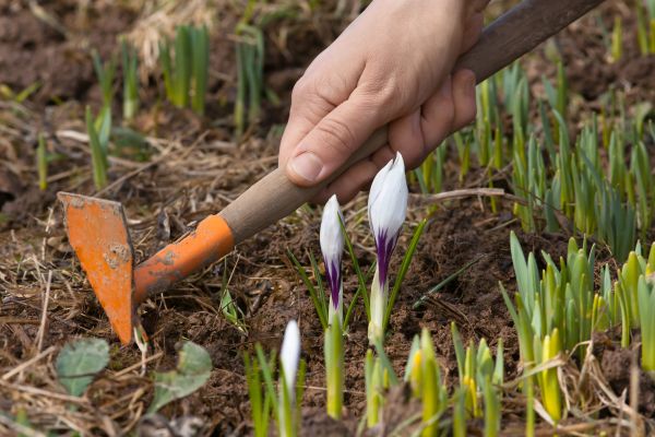 Flower Garden Weeding in Merrillville