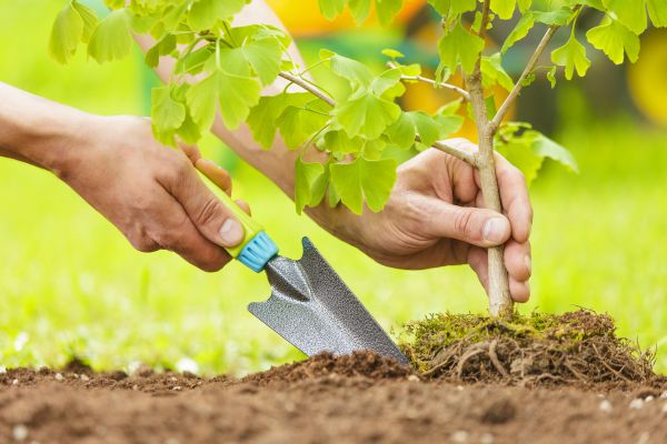 Fruit Tree Planting in Merrillville