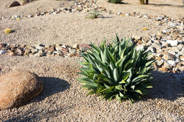 Xeriscaping Service in Merrillville