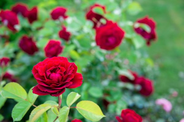 Rose Planting in Merrillville