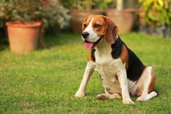 Dog Friendly Landscaping in Merrillville