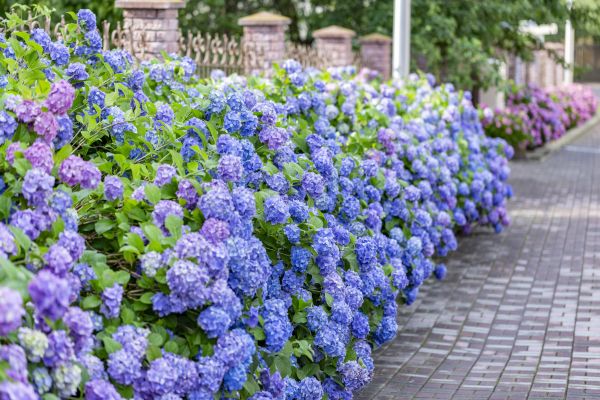 Hydrangea Landscaping in Merrillville