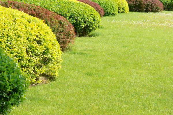 Shrubbery Planting in Merrillville