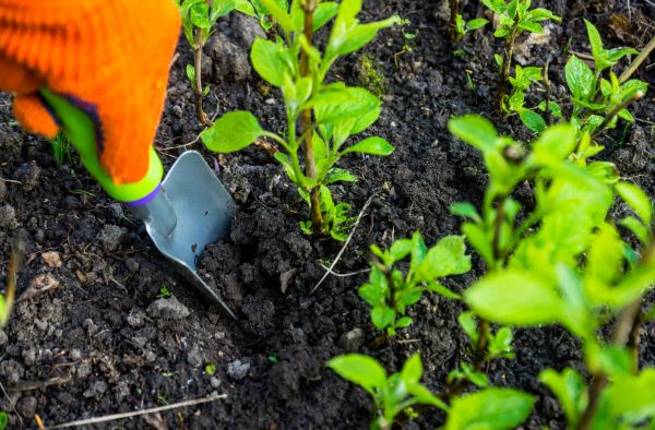 Hydrangea Planting in Merrillville