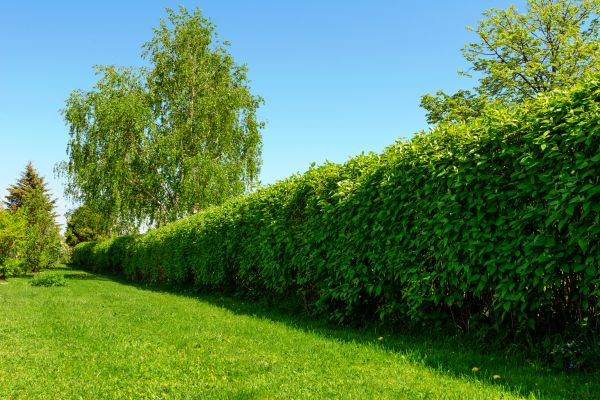 Hedge Replacement in Merrillville