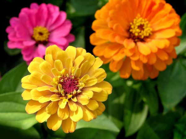 Zinnia Planting in Merrillville