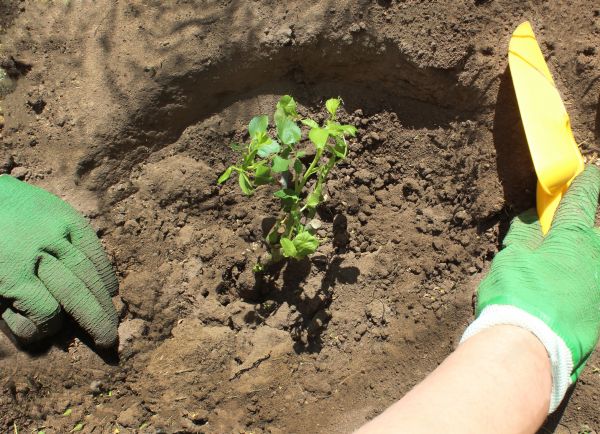 Rose Bush Planting in Merrillville