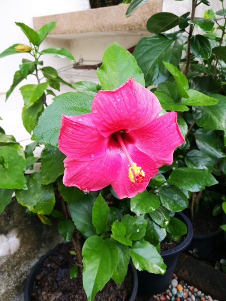 Hibiscus Planting in Merrillville