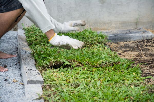 Ground Cover Planting in Merrillville
