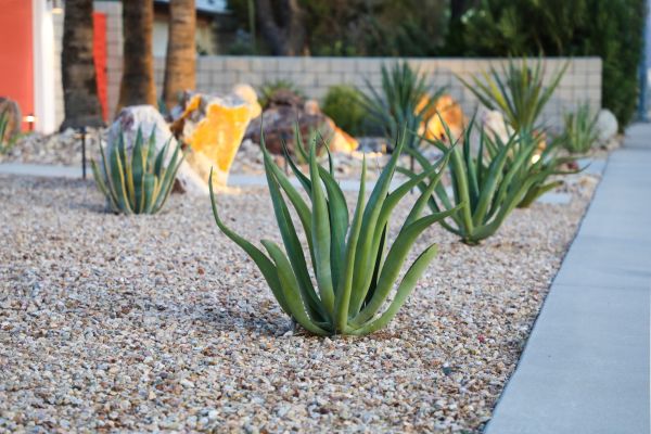 Drought Resistant Landscaping in Merrillville