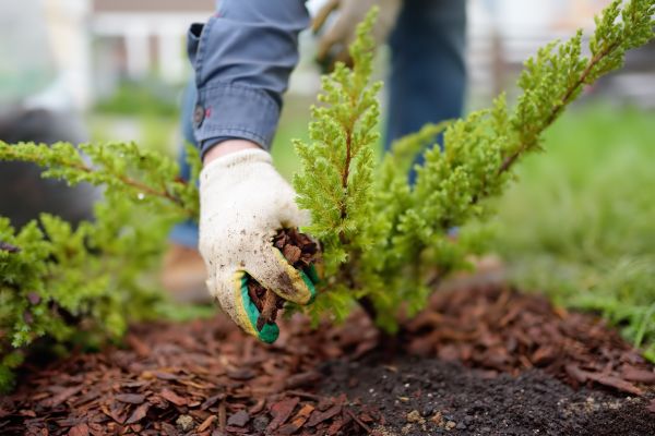 Church Mulching in Merrillville
