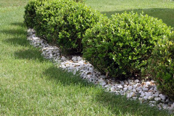 Boxwood Planting in Merrillville