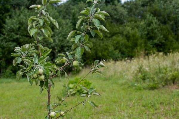 Apple Tree Planting in Merrillville