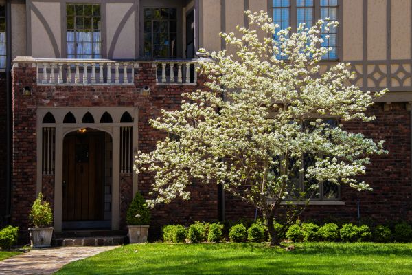 Dogwood Tree Planting in Merrillville