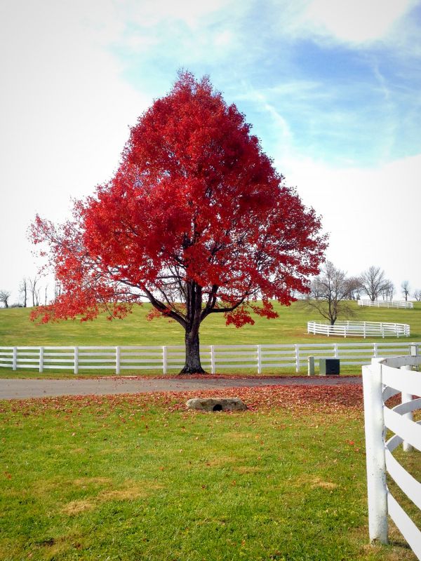 Japanese Maple Planting